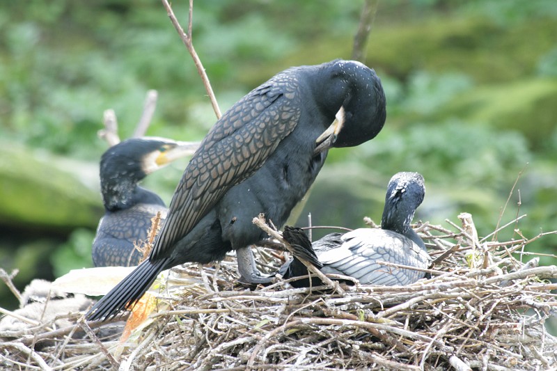 Fotoclubje Blijdorp 2008-110.jpg